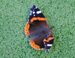 red admiral